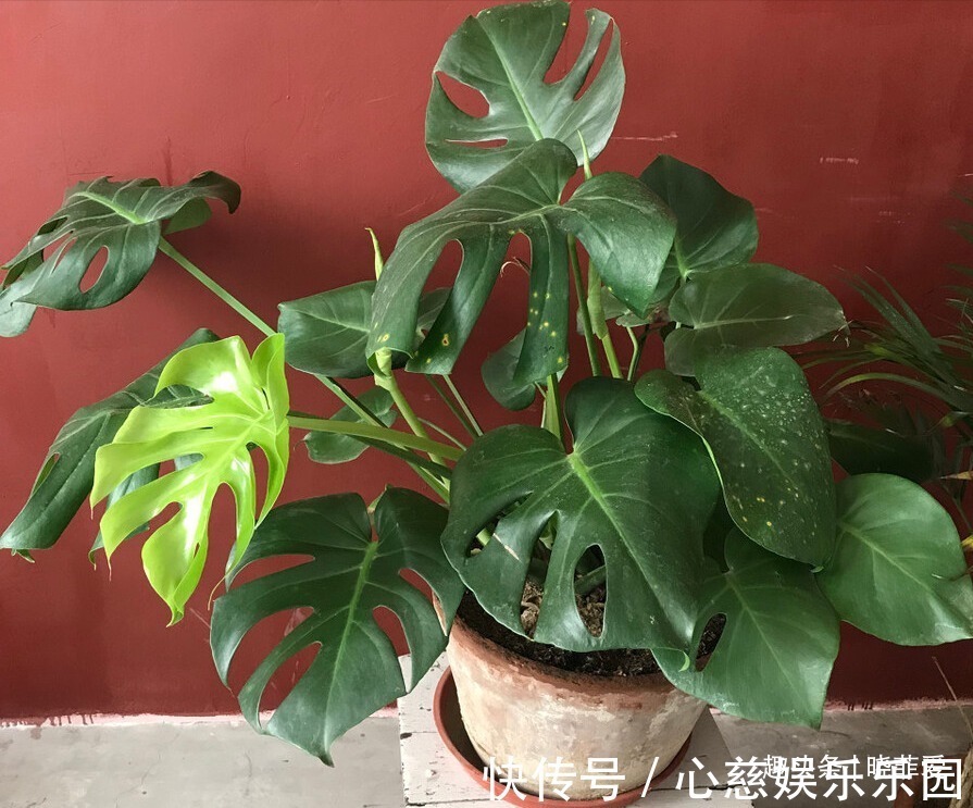 君子兰|客厅养花不宜多!12种“吉祥花”任选一种,寓意好“养人”还旺家