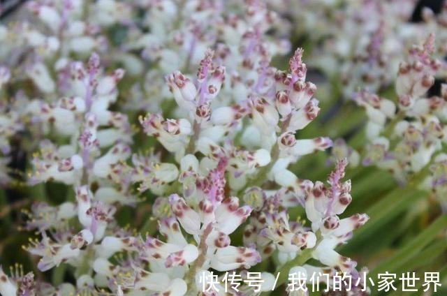 很小众的绿松石立金花，花朵如一串串绿色宝石，好养好看又不贵！