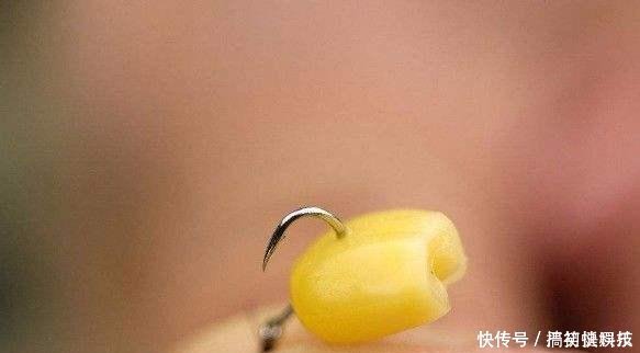 老玉米这样处理,一粒玉米一条鱼,还真不算什么难事!