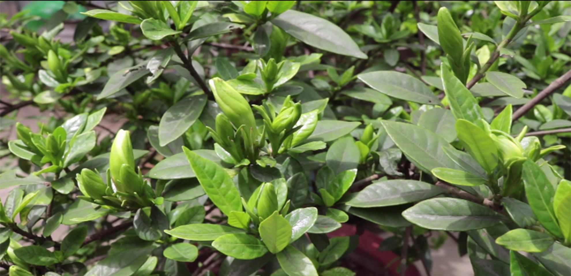 花期|栀子花的花苞打不开,还发黄脱落,是什么原因?教你3招轻松解决