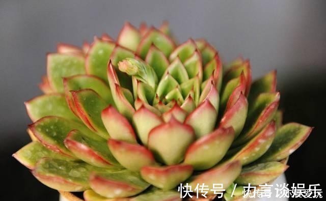 根系好的多肉,平时有这3种表现,及时培养快速长成老桩