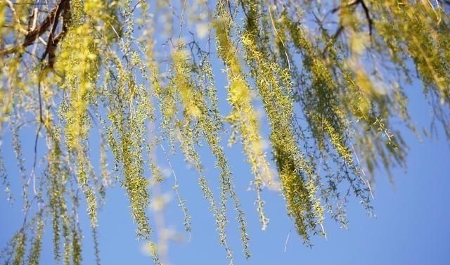 小蛮腰!8首绝句,一段闲情杯酒愁浇阳关路,葱指琵琶小蛮腰