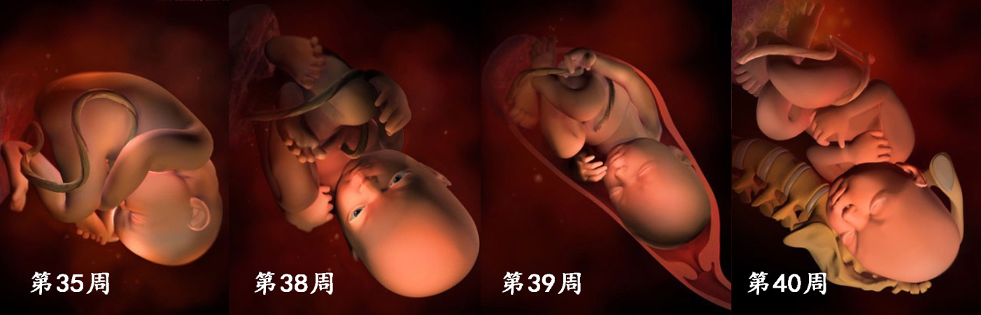 羊水|胎儿在子宫的成长过程!看着宝宝一点点长大,心里满是爱