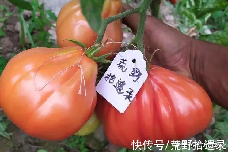 番茄的历史和有趣的事实