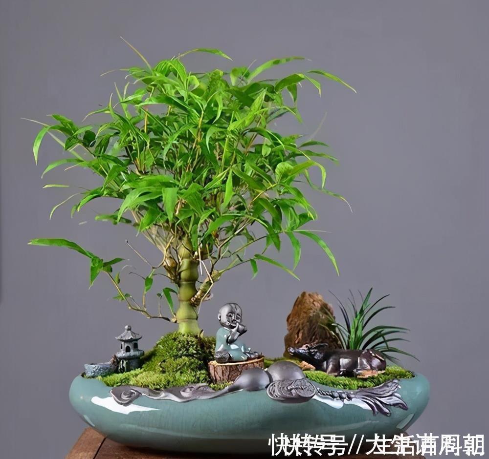 水竹|家里养上5种“竹”,吉祥“好运”,清雅大气,添福又添丁