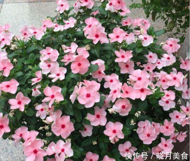 爆盆|4种花深受花友的喜欢,开花爆盆很简单,给点水就疯长,太好养