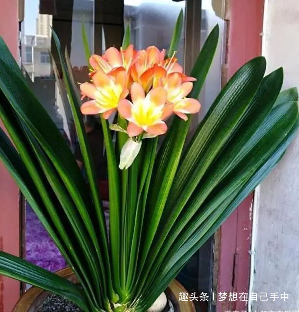 新芽|君子兰换盆,多做“这1步”,15天恢复生长,比往年花量多得多