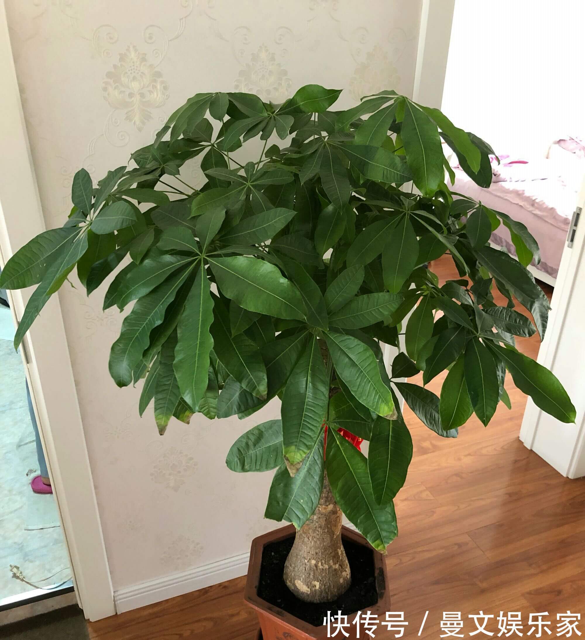 绝招|夏季给发财树换盆到底要不要浇定根水3种换盆方式不同浇水绝招