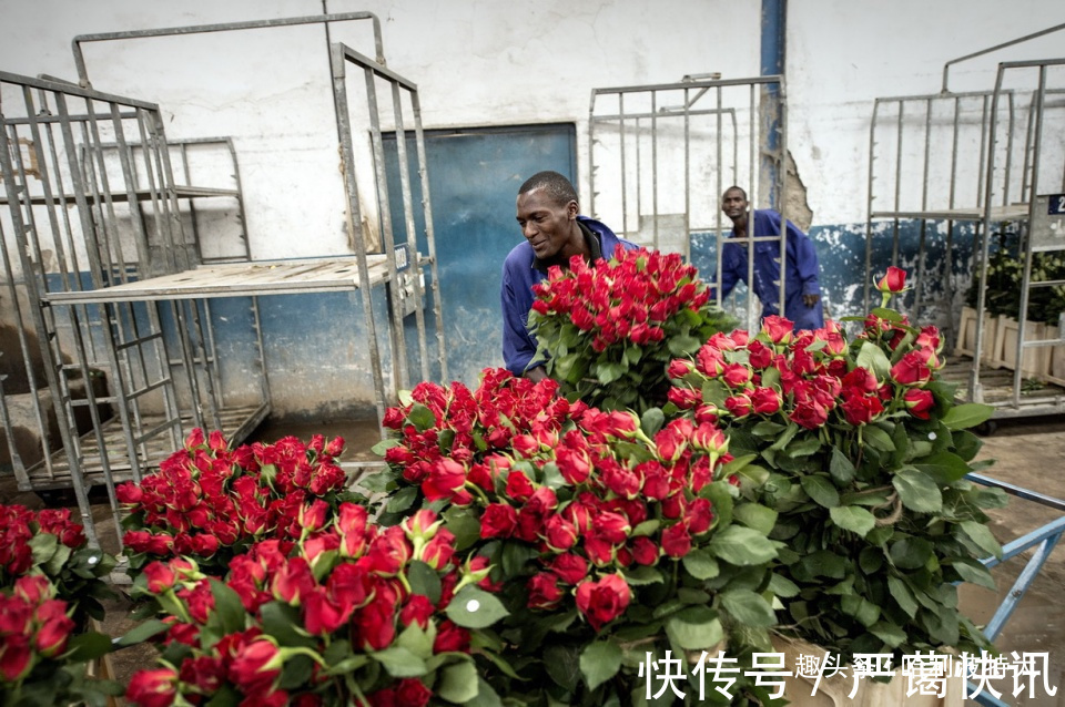 丹尼斯|别看肯尼亚人成天懒懒散散，靠着旅游业和鲜花产业过得很滋润