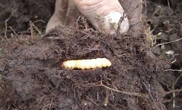 人参|癌症的“清洁剂”找到了,没事吃两口,赛过人参和虫草