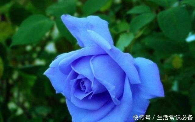 玫瑰花,最美的“4种”,随便养一盆,比香水好闻,比牡丹更好看!