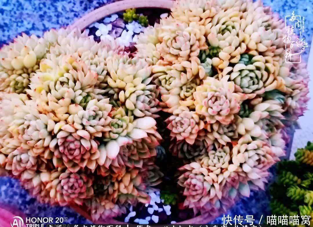 多肉|你是爱,是暖,是希望,你是人间四月天!