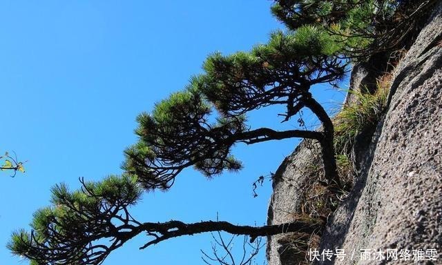 黄山松|中国最宝贵的树 如今送客松已死, 有人怀疑迎客松是棵假树