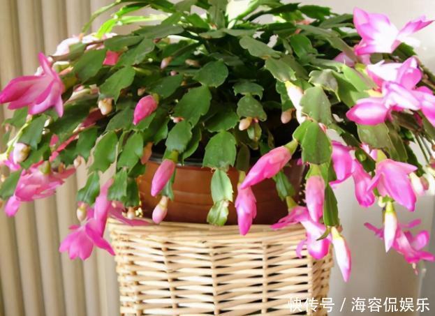 养蟹爪兰，掌握4个小技巧，过年时绿叶间挂满“红花”