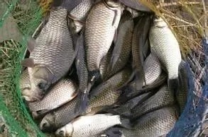 秋季钓鲫鱼，自制饵料配方送给你，告别空军很轻松！