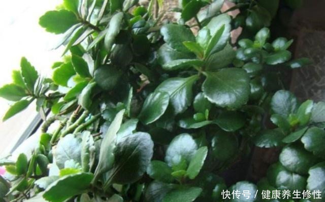 从春到秋,长寿花这样施肥,叶片肥厚,度夏容易,秋季复花满枝头!