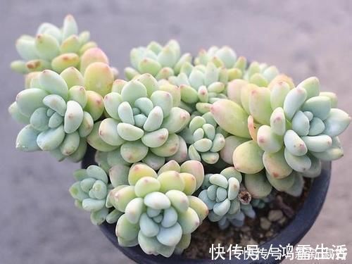 12款多肉天生就爱凑热闹,爆盆群生是强项,花友:养起来真过瘾