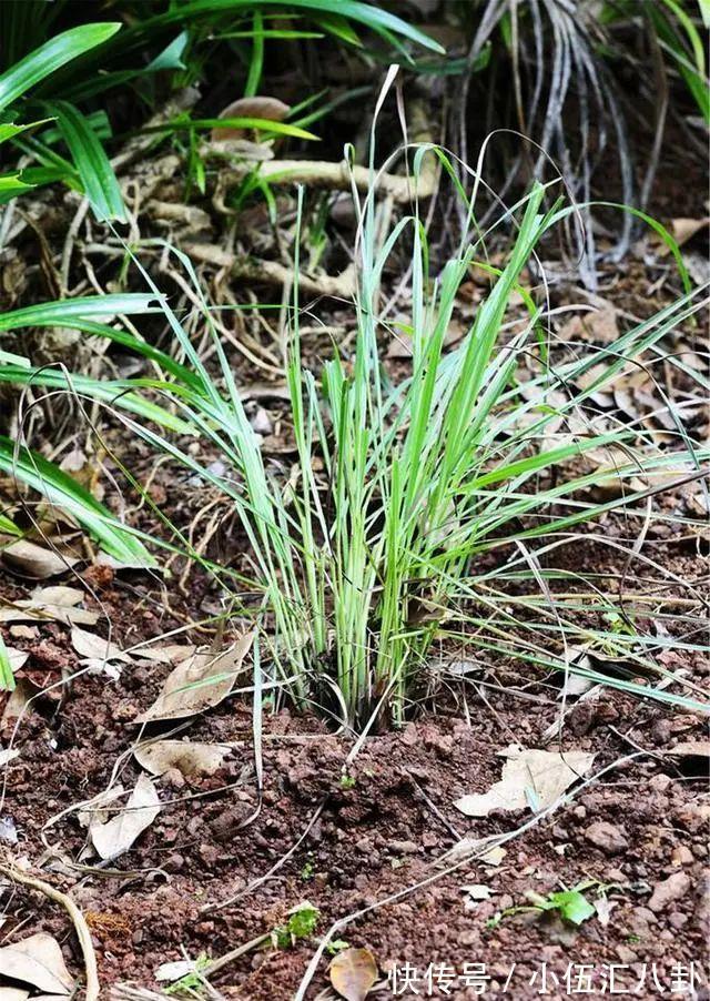 植株|盆栽“法宝”:收获前是“驱虫剂”,收获后可香料、可茶饮!