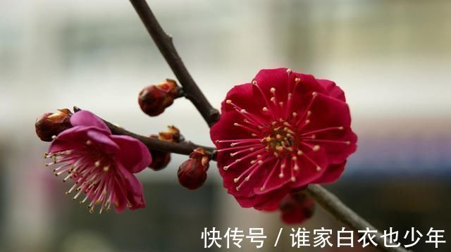 养殖|这“3种”树，养成室内“老桩盆景”，观赏价值高，越养越耐看