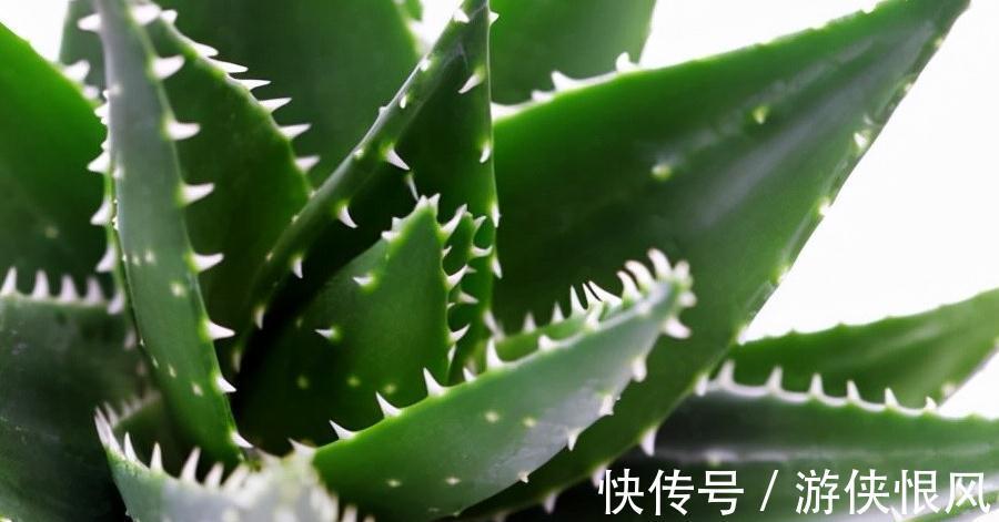 芦荟的日常养护