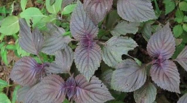 感冒|立秋后,感冒咳嗽老不好,常用此野草泡水喝,咳嗽不咳,治感冒