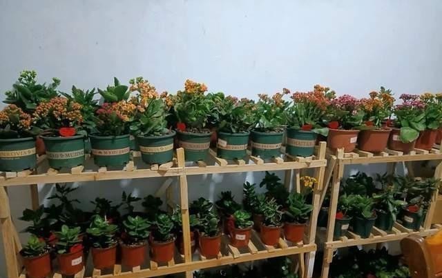 花草|养花时最爱“犯的5个错”，养一盆死一盆，全做过的请举手！