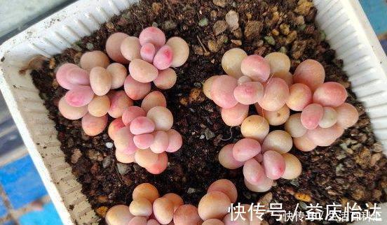 盆栽|这3款多肉,叶片粉嫩嫩,自带少女风,居家盆栽看着真撩人