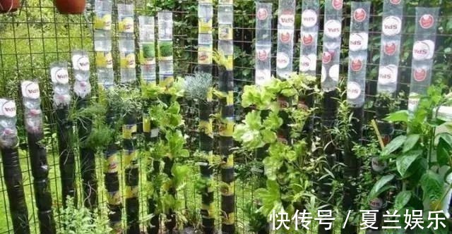 矿泉水瓶|捡回7个塑料瓶，养成空中菜园，变废为宝，吃上绿色蔬菜