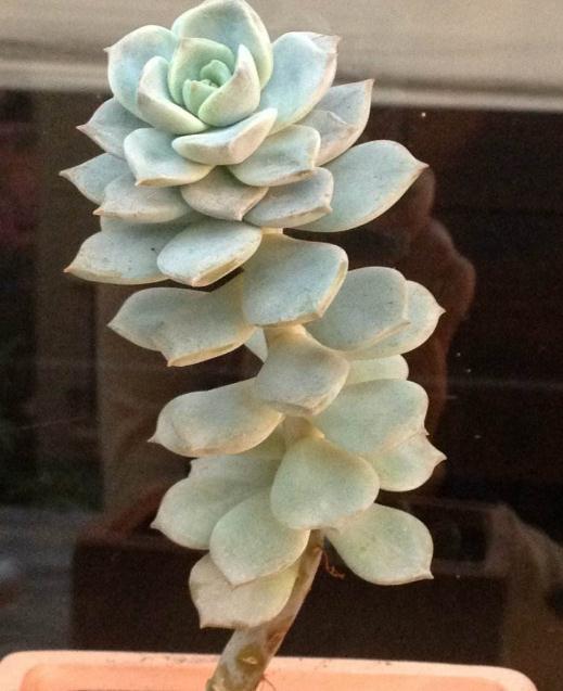 白牡丹|家养多肉,就养这“3种”,叶片肥、颜色艳,养成老桩,价值翻番