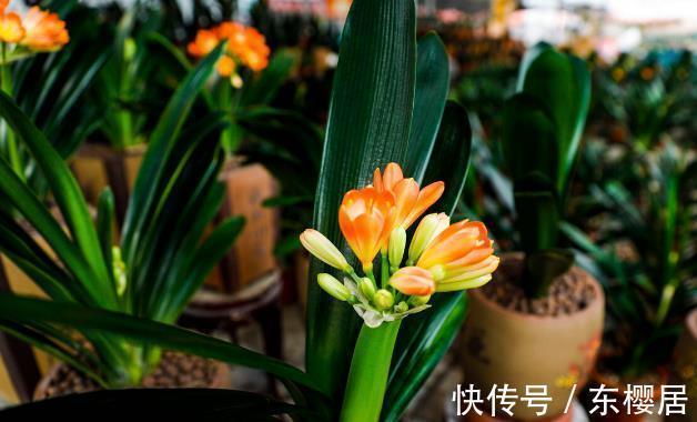 7种健康花，建议至少养一盆，格调高净化能力强，很实用