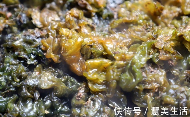 小根|65种野菜图片,带你认识不同的野菜和吃法,你想要的野菜这里都有