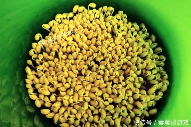 用了我这办法,发黄豆芽不会变臭一次就成功,五天就长15厘米高!