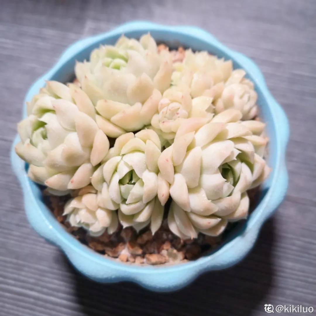 橙梦露|自从养了这8种多肉,我就没出过门,太“毒”了