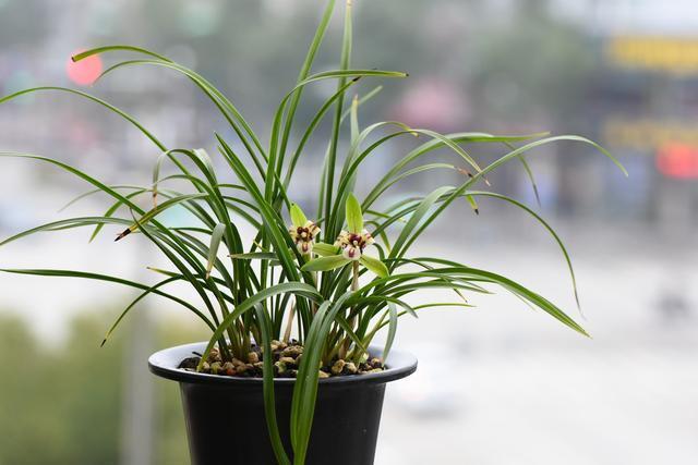 兰友养兰|兰花不开花,这个方式你试过了吗很多花友说很好用。