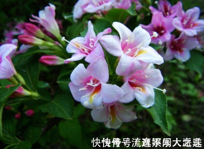 此花花色绚丽,花朵犹如一簇缀满彩霞的锦带,寓意着人生绚烂多姿