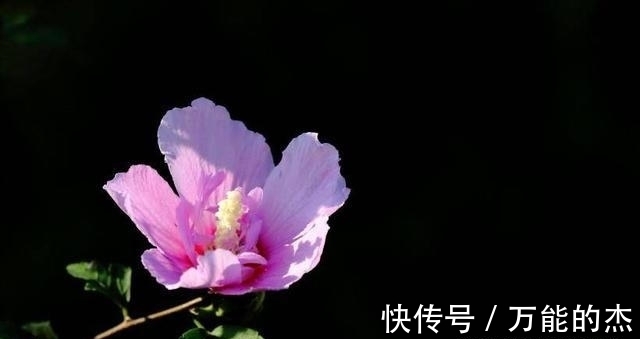 爱情女神|桃花开满枝头，下周，4大生肖的人得爱情女神眷顾，会脱单