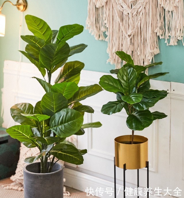 9种大型绿植,耐阴怕晒,放在室内养得好!9种大型绿植,耐阴怕晒,放在室内养得好!