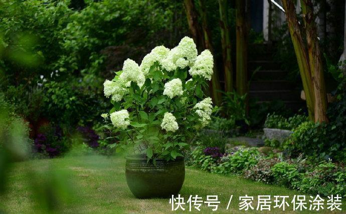 施肥|养花试试这几款，花色淡雅，仙气十足，美美哒