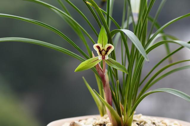 兰花不开花,这个方式你试过了吗很多花友说很好用。