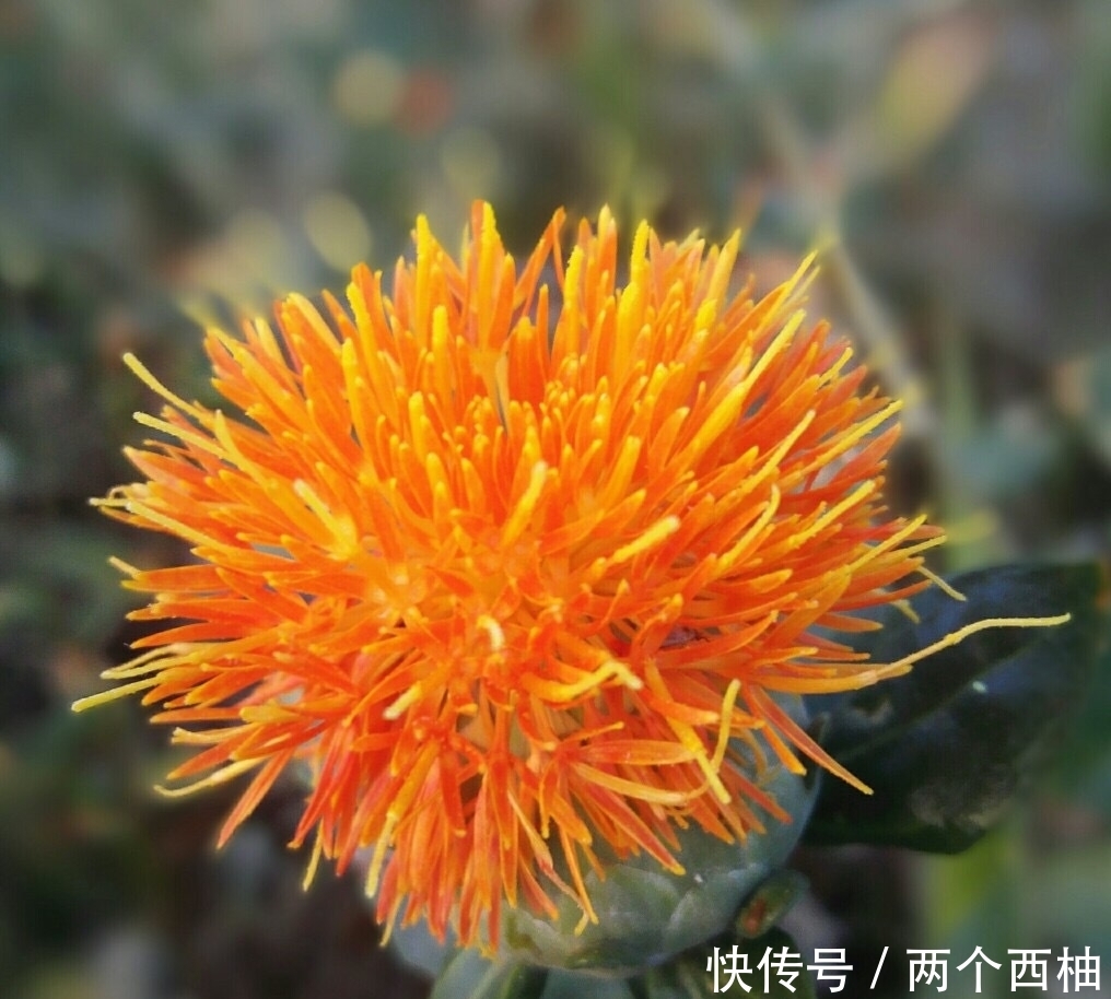 爱自己的女性,坚持一物泡水,活血化瘀,月经规律了,告别妇科病