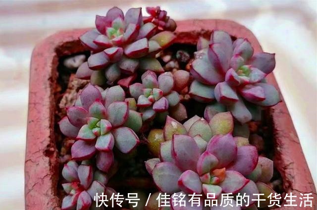 靠天吃饭多肉就会变美也不全是,有些多肉变美需要人工助力!