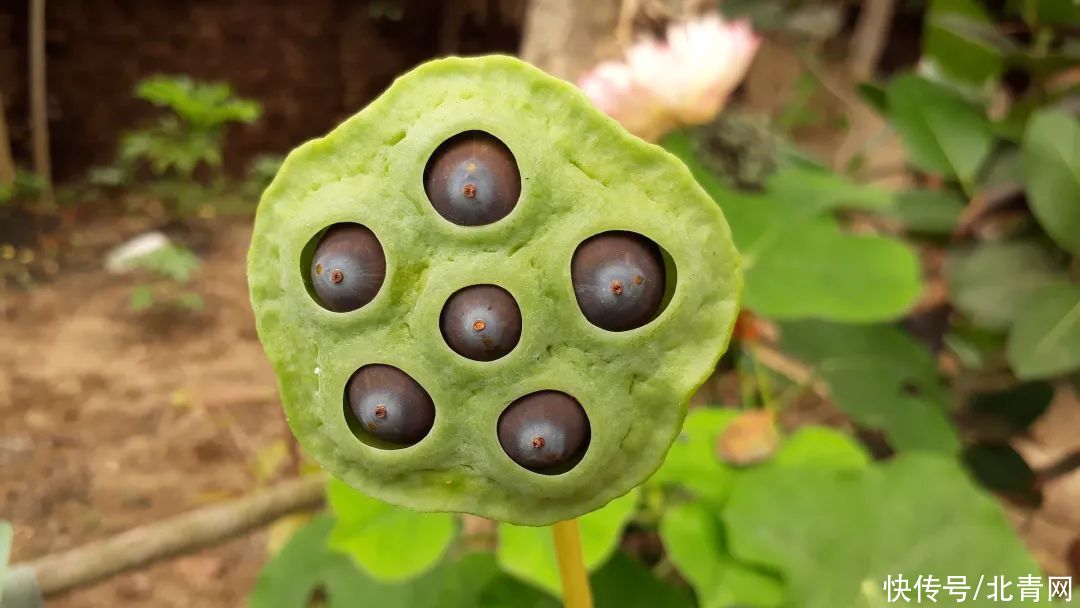 莲子心泡茶|一物“六药”，全身都是宝！清心安神，补脾止泻，搭配这4种方法效果更好