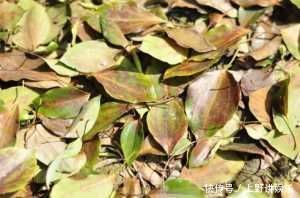 养花|养花小技巧在盆底放点这东西，花卉再也不烂根不长虫