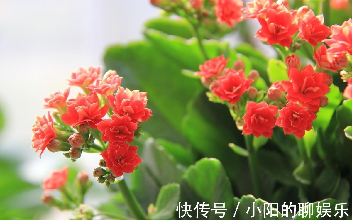 长寿花的种植技巧,学会就能让阳台变花园