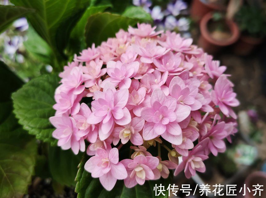 现在各种专用肥层出不穷，新手养花别盲目买，没啥意思