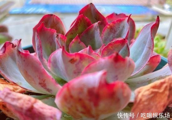 肉肉|这个季节的多肉，养来养去，还是要露养才会美起来！