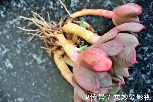 提醒肉友:换盆土,你弄清楚什么时候动手合适,如何操作了吗?