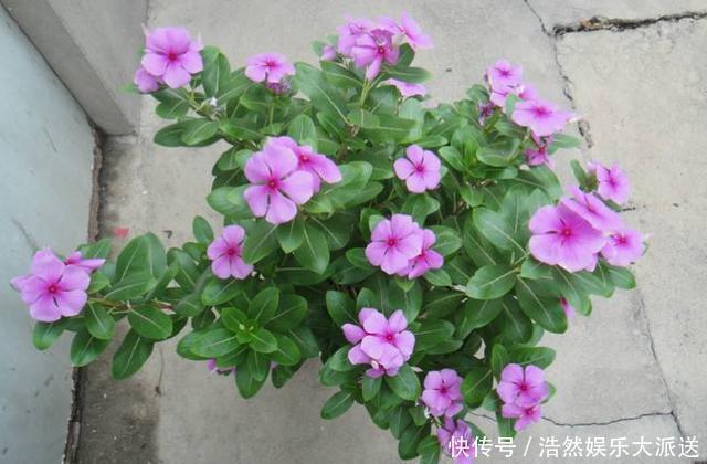 阳台上|3种花爱“晒太阳”,阳台随便养一盆,一开就爆盆,比香水还好闻