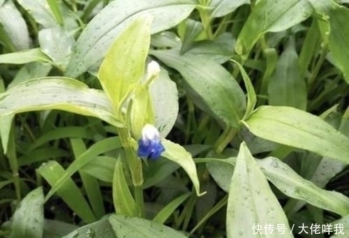 淡竹叶|此种“野草”不多见,被称为“鸭跖草”,珍贵、值钱,请勿忽视