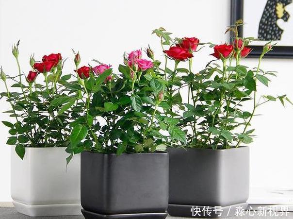 养花挑盆很关键摸清6种材质的优劣，轻松选好花草的''新家''